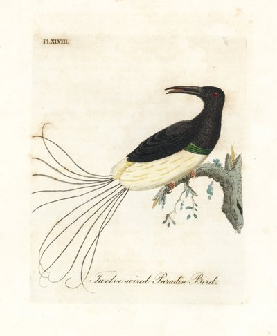 Tolvtrådig paradisfågel, Seleucidis melanoleucus (Paradisea nigricans). Handfärgad kopparplåt ritad och graverad av John Latham från hans egen A General History of Birds, Winchester av John Latham