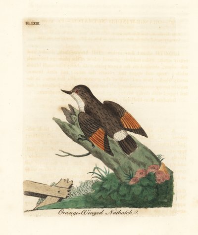 Varierad sittella, Daphoenositta chrysoptera (Apelsinvingad nötväcka, Sitta chrysoptera). Handfärgad kopparplåt ritad och graverad av John Latham från hans egen A General History of Birds, Winchester av John Latham