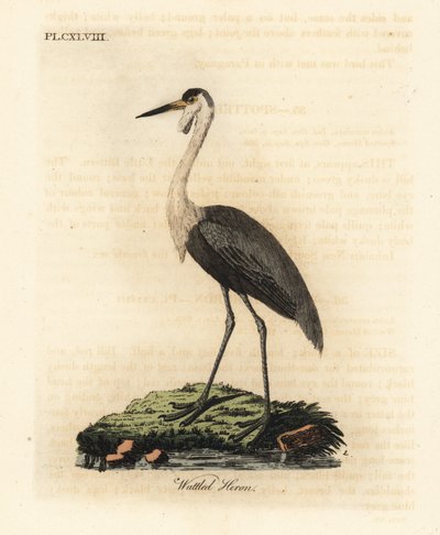 Vattlad skalle, Bugeranus carunculatus. Sårbar. (Wattled heron, Ardea carunculata.) Handfärgad kopparplåt tecknad och graverad av John Latham från hans egen A General History of Birds, Winchester av John Latham