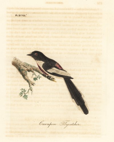Vitbukad minivett, Pericrocotus erythropygius (Cawnpore flugsnappare). Indien. Handfärgad kopparplåt ritad och graverad av John Latham från hans egen A General History of Birds, Winchester av John Latham