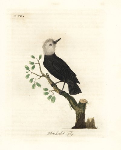 Vithövdad kärrtyrann, Arundinicola leucocephala (Vithuvad tody, Todus leucocephalus). Handfärgad kopparplåt ritad och graverad av John Latham från hans egen A General History of Birds, Winchester av John Latham