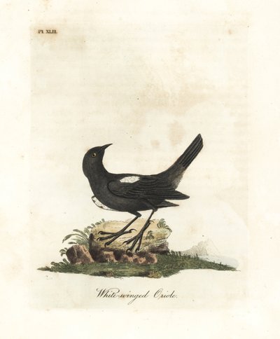Vitaxlad tanager, Tachyphonus luctuosus (White-winged oriole, Oriolus leucopterus). Handfärgad kopparplåt ritad och graverad av John Latham från hans egen A General History of Birds, Winchester av John Latham