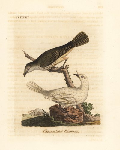 Vit klockare, Procnias albus, hane och hona (Carunculated chatterer, Ampelis carunculata). Handfärgad kopparplåt ritad och graverad av John Latham från hans egen A General History of Birds, Winchester av John Latham