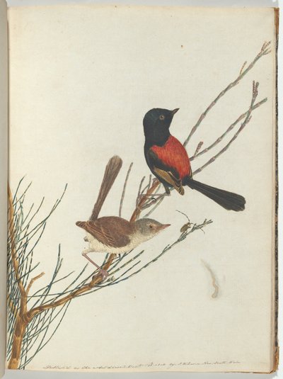 Scarlet & svart sångare.Lewin, John. Fåglar i New South Wales med sin naturhistoria. Sydney- G av John William Lewin