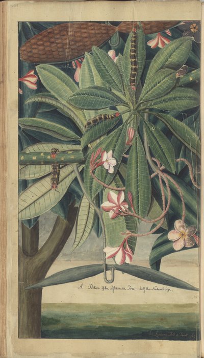En sida från "Elegancies of Jamaica" av John Lindsay