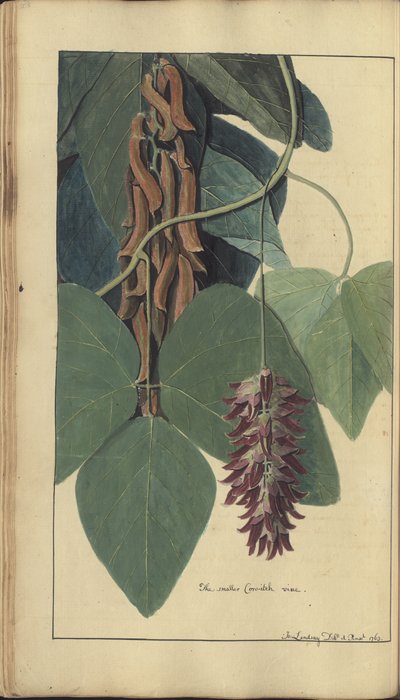 En sida från "Elegancies of Jamaica", 206 av John Lindsay