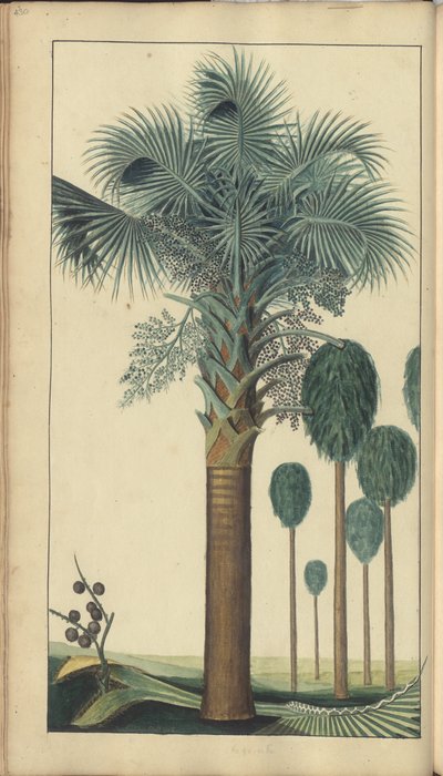 En sida från "Elegancies of Jamaica", 430 av John Lindsay