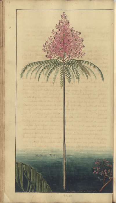 En sida från "Elegancies of Jamaica", 99 av John Lindsay
