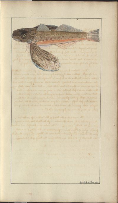 Lindsay Drawings Vol. VII av John Lindsay