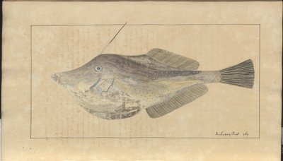 Lindsay Drawings Vol. VII, 7 av John Lindsay