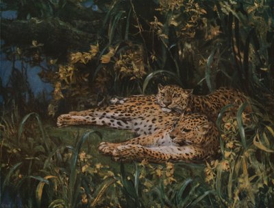 Indiska leoparder, sent 1800-tidigt 1900-tal, c1930. av John Macallan Swan