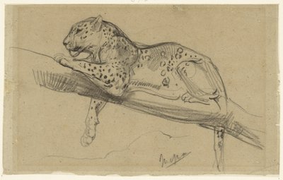Studie av en leopard som ligger på en gren av John Macallan Swan