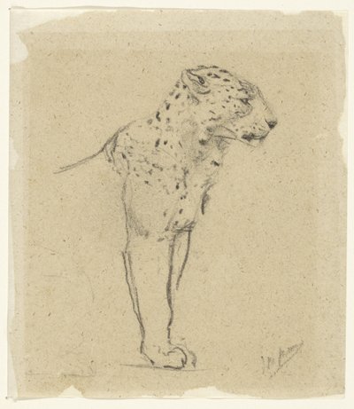Studie av en stående leopard av John Macallan Swan