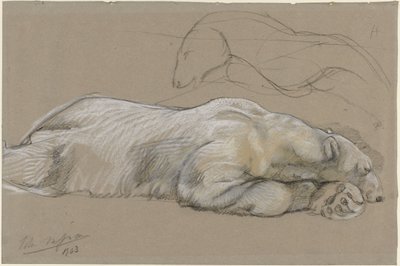 Studier av en liggande isbjörn av John Macallan Swan