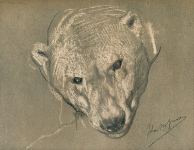 Studie av ett isbjörnshuvud, c1901 av John Macallan Swan