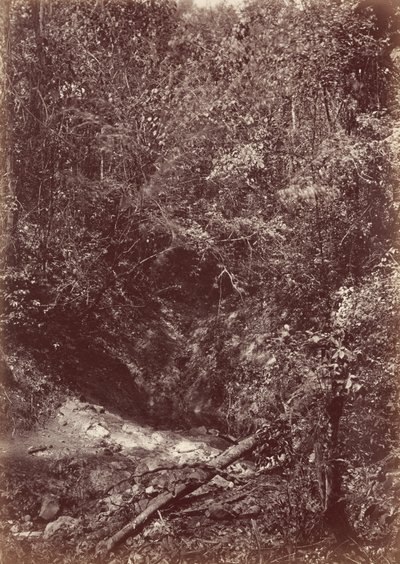 Darien-expeditionen, 1871 (foto) av John Moran
