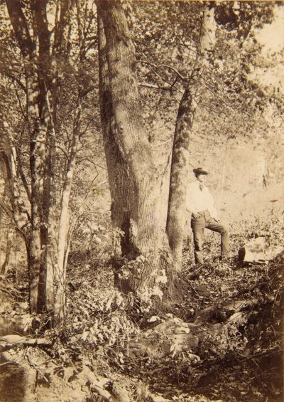 Tacony Creek, Magnolia Poplar av John Moran