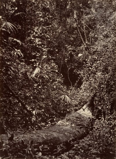 Tropiskt landskap, Tropisk skog, 1871. av John Moran