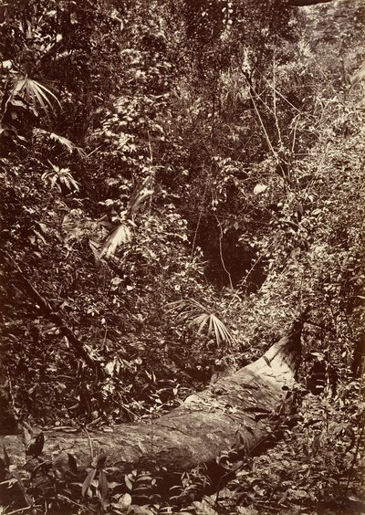 Tropiskt landskap, Tropisk skog, 1871. av John Moran