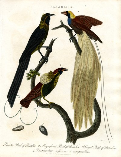 Paradisfåglar (Paradisea) av John Pass