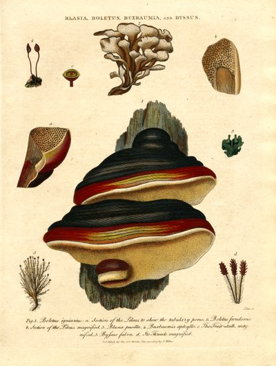 Blasia;Boletus;Buxbaumia;och Byssus av John Pass