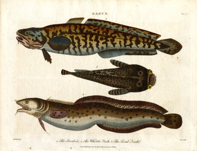 lake, vitlingfisk och paddfisk av John Pass