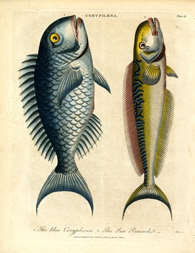 Coryphæna - Dolphinfishes av John Pass