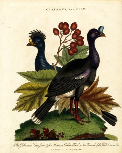 Crataegus och Crax: Glossy Curassow och Mexican Cashew-Bird med Wild Service Tree av John Pass