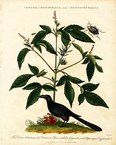 Croton;Crotophaga;och Cryptocephalus av John Pass