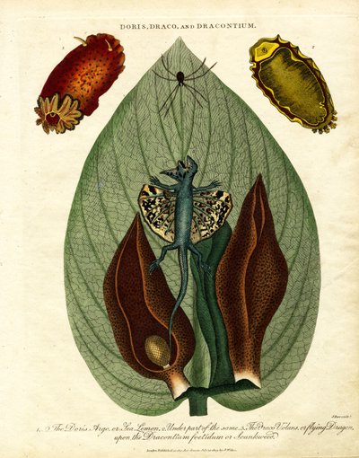 Doris; Draco; och Dracontium av John Pass