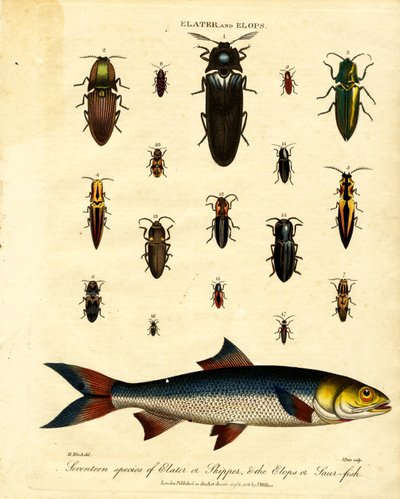 Elater och Elops: Sjutton arter av Elater eller Skipper; Elops eller Saur-fisk av John Pass