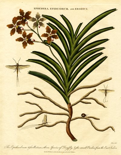 Epidendrum;Ephemera;och Erodius av John Pass