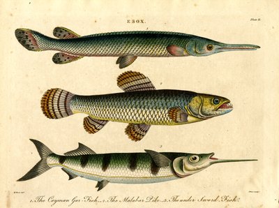 Esox: Gädda och svärdfiskarter av John Pass