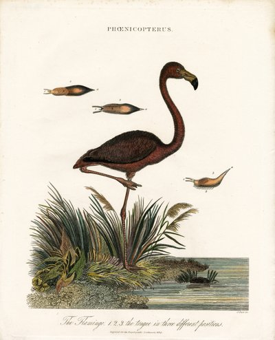 Flamingo av John Pass