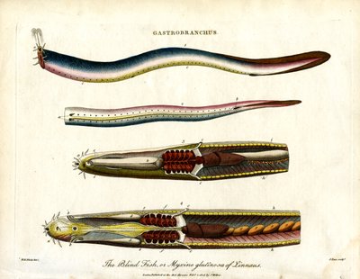 Gastrobranchus - Den blinda fisken eller Hagfish av John Pass