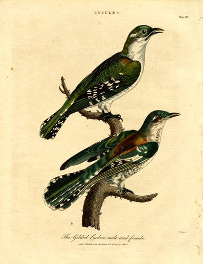 Förgylld gök man och kvinna av John Pass