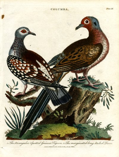 Guineaduva och duva (Columba) av John Pass