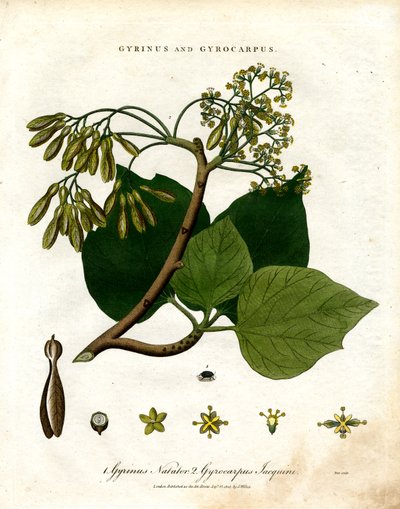 Gyrinus och Gyrocarpus av John Pass