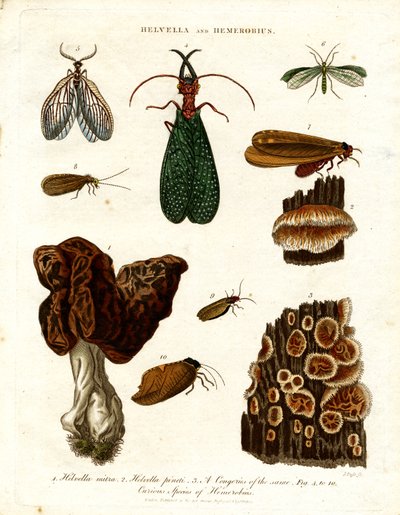 Helvella och Hemerobius av John Pass