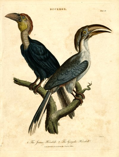 Javan Hornbill and Gingala Hornbill av John Pass