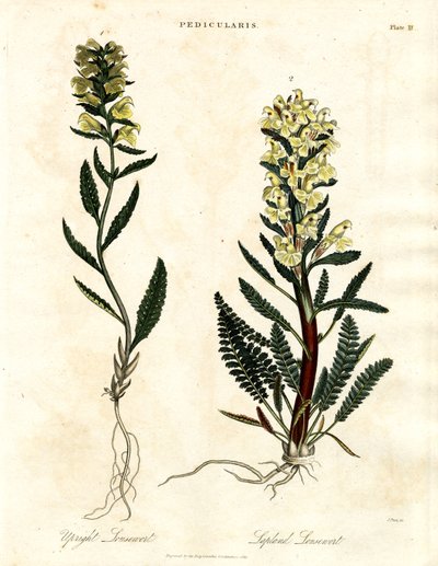 Lousewort Arter av John Pass