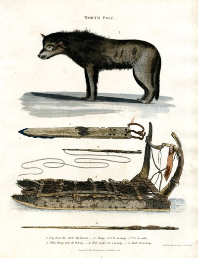 Nordpolen: Polarhund och jaktutrustning av John Pass