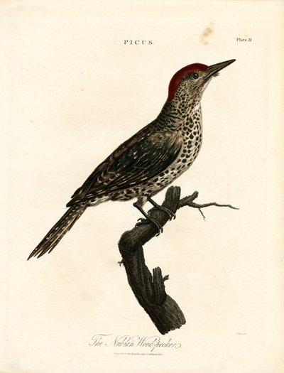 Nubisk hackspett (Picus) av John Pass
