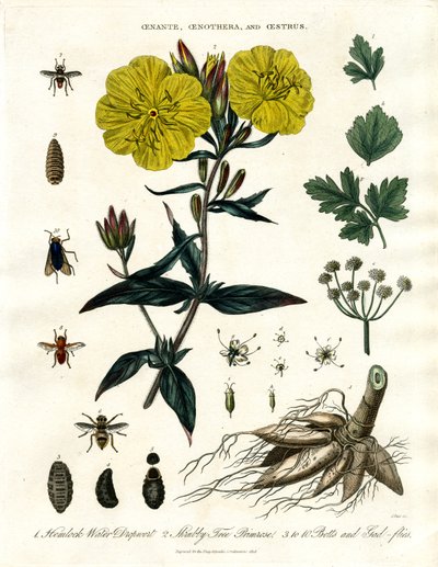 Oenanthe;Oenothera och Oestrus - vattendropp;nattviol och botflugor av John Pass