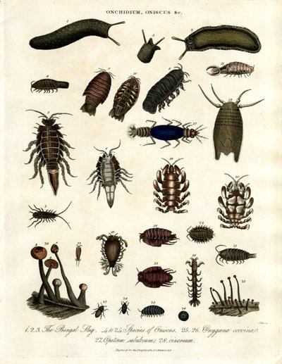 Onchidium;Oniscus och andra leddjur av John Pass