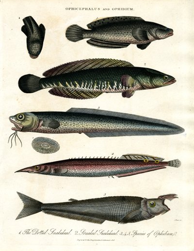 Ophicephalus och Ophidium av John Pass