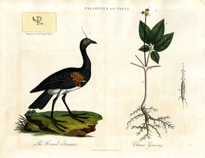 Palamedea och Panax - Horned Screamer och kinesisk ginseng av John Pass