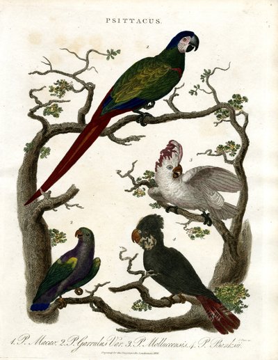 Parrots (Psittacus) av John Pass
