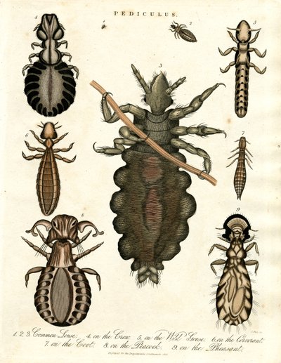 Pediculus - Olika arter av löss av John Pass