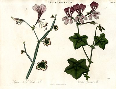 Pelargonium arter (Storknäbb) av John Pass